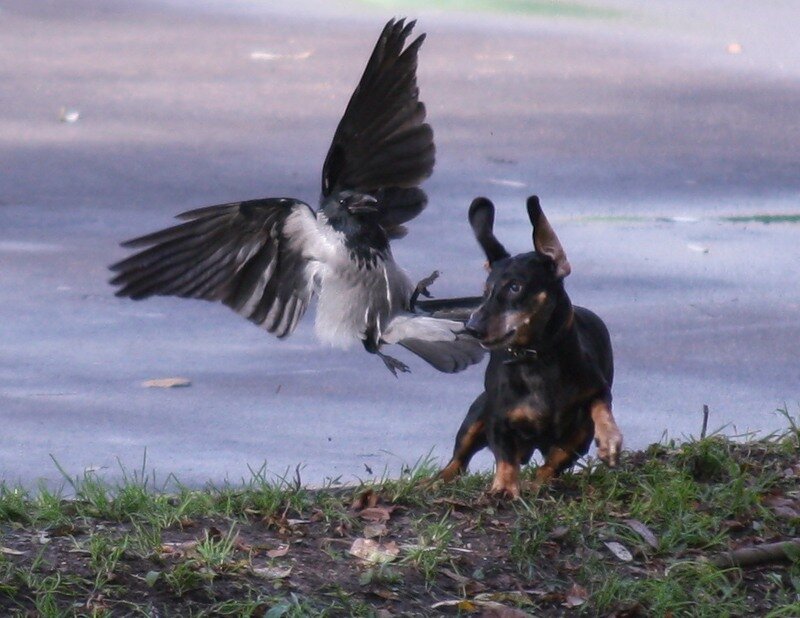 Фото из открытых источников