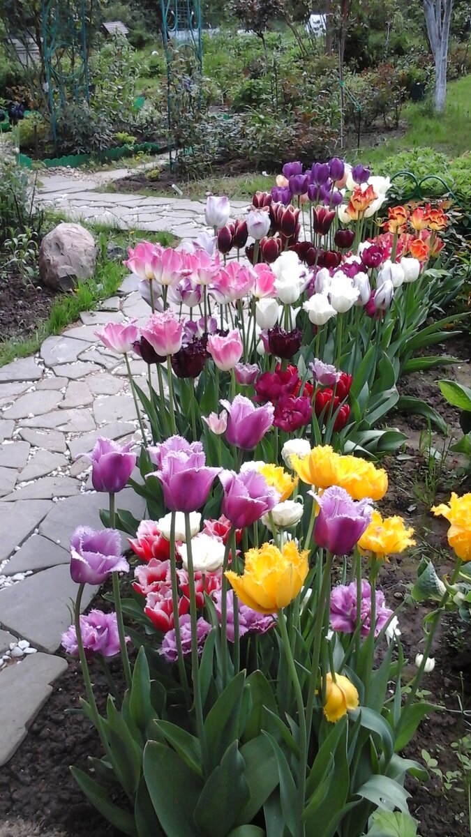 Мои тюльпаны