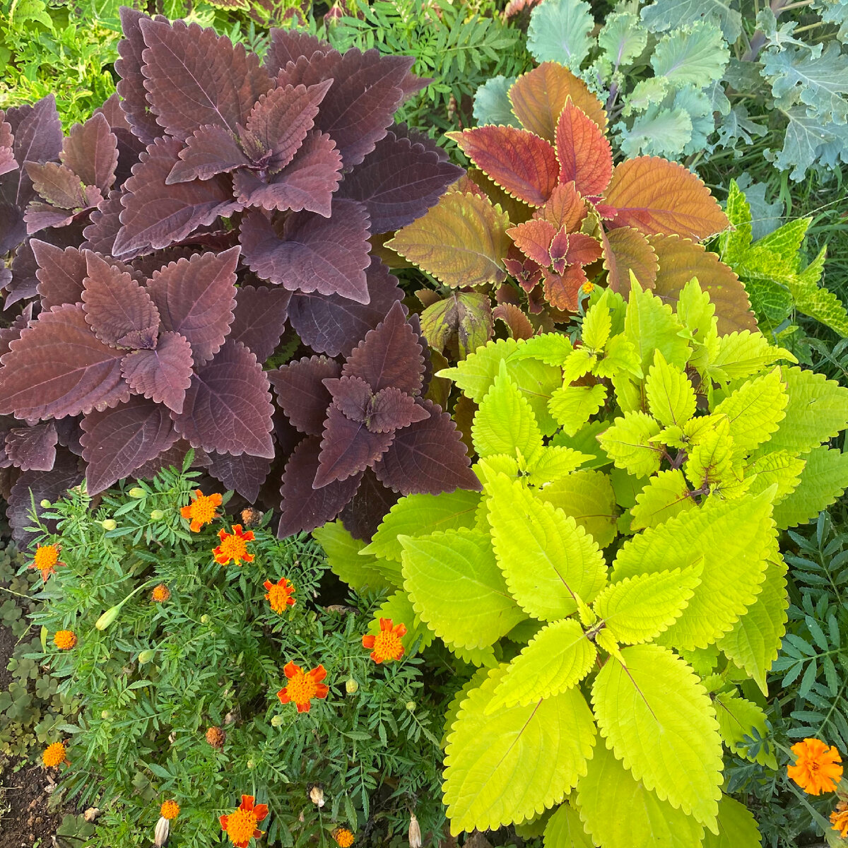 Мои колеусы в саду