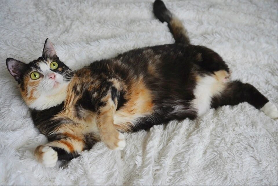    Кошка-инвалид из Донбасса нашла новый дом в Екатеринбурге