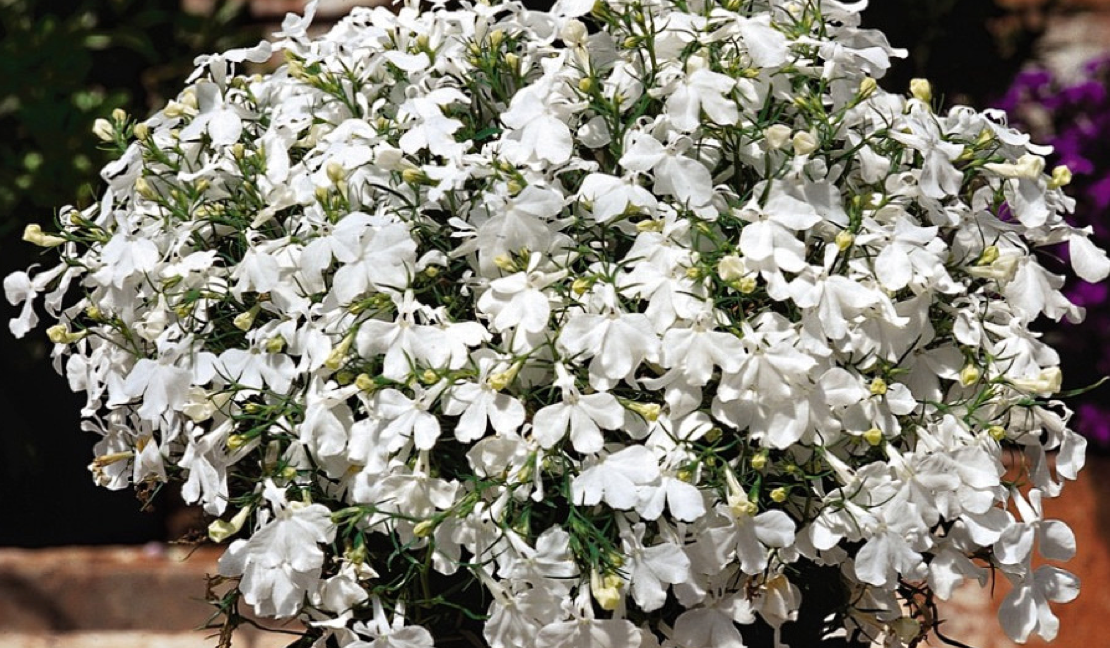 Положительные отзывы о лобелии эринус