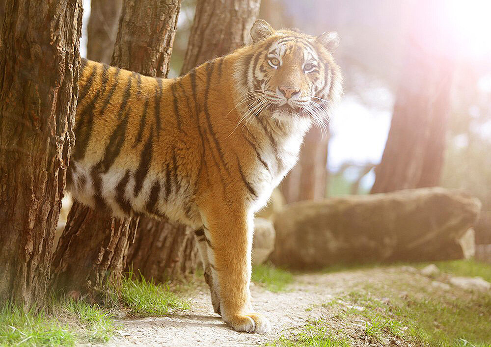 Тигр в Сафари-парке