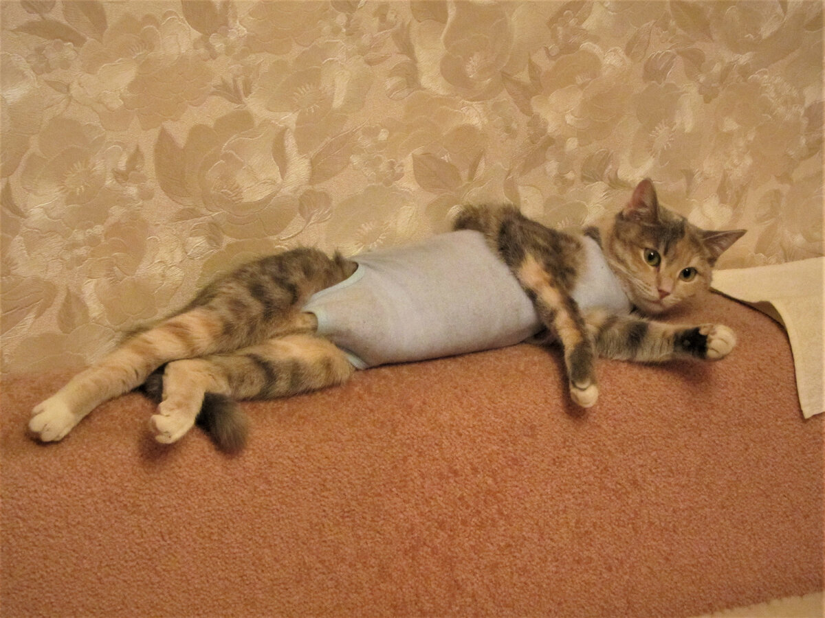 Феня в попоне