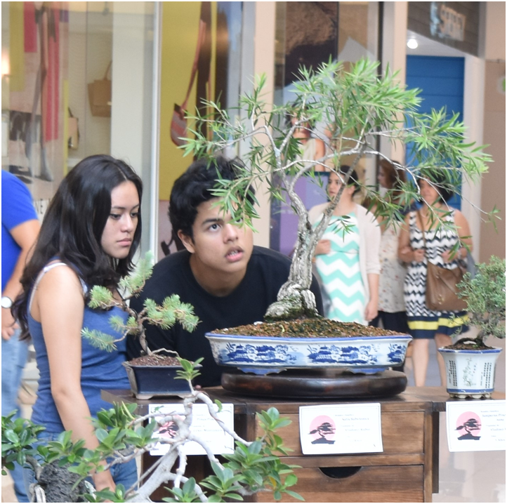 Источник: https://acropolishonduras.wordpress.com/2016/06/08/exposicion-de-bonsai-tegucigalpa-honduras/
