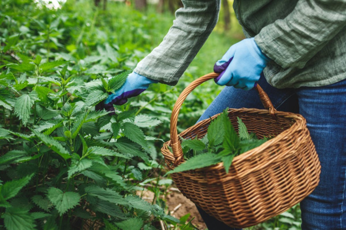    Дача без комаров. Топ-7 растений, прогоняющих насекомых-вредителей