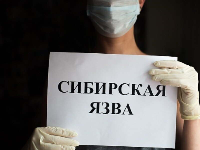 Сибирская язва рисунок
