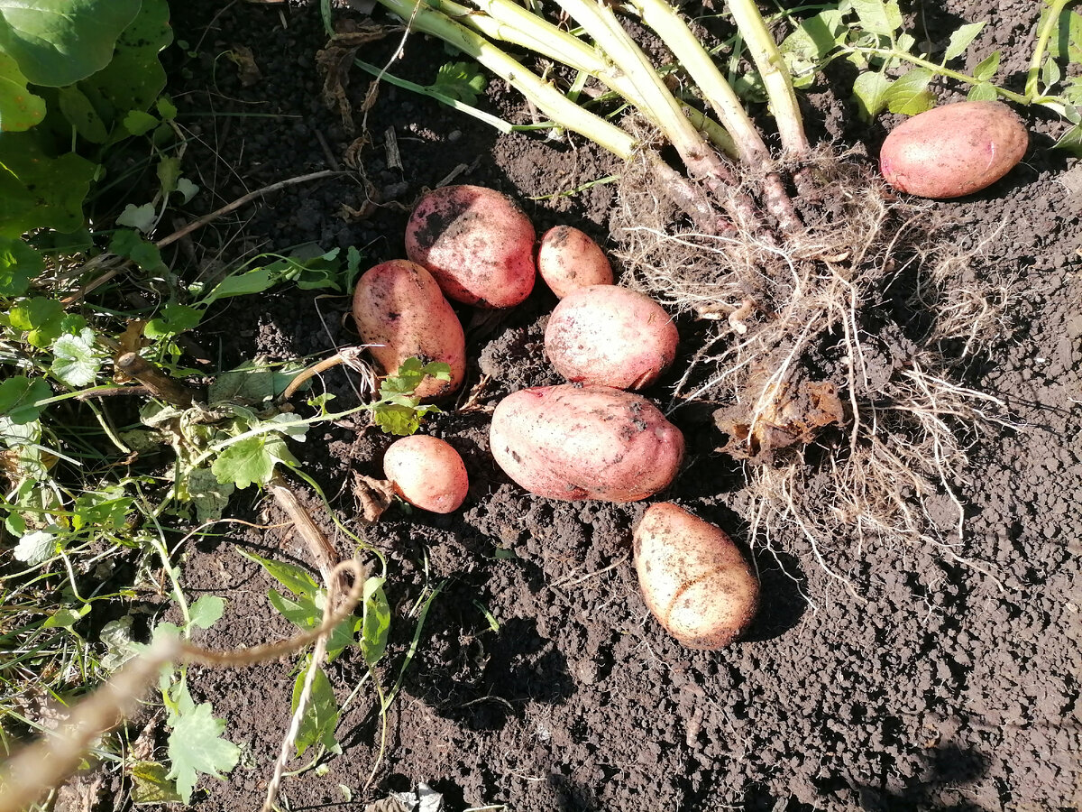 Урожай картофеля. Редис в огороде. Как получить ранний урожай. Беларусь картошка. Урожай редиса.