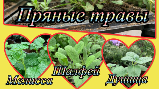 Пряные травы совсем не для забавы! 🌿 Лучшие свойства и факты ☝️Рассада пряных трав в ассортименте магазина ОБИ (апрель, 2023)