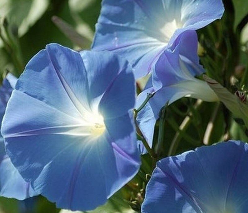 Фарбитис Голубой.