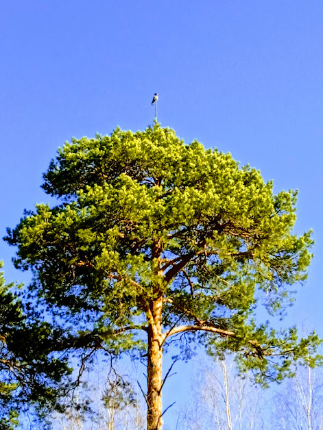 Ворон тоже нас всех поздравляет))