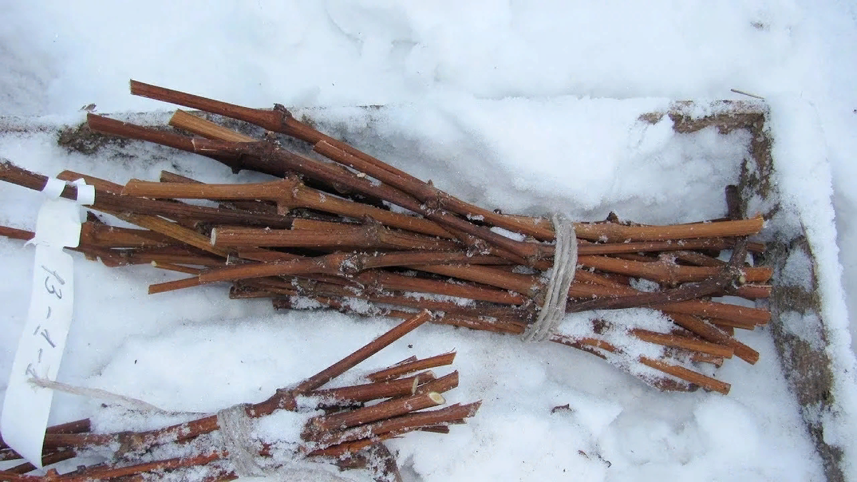 Так подготавливают черенки к прививке (привязыванию к другому дереву). В снегу и влаге палочки будут спать, а к весне их можно будить и готовить к посадке.