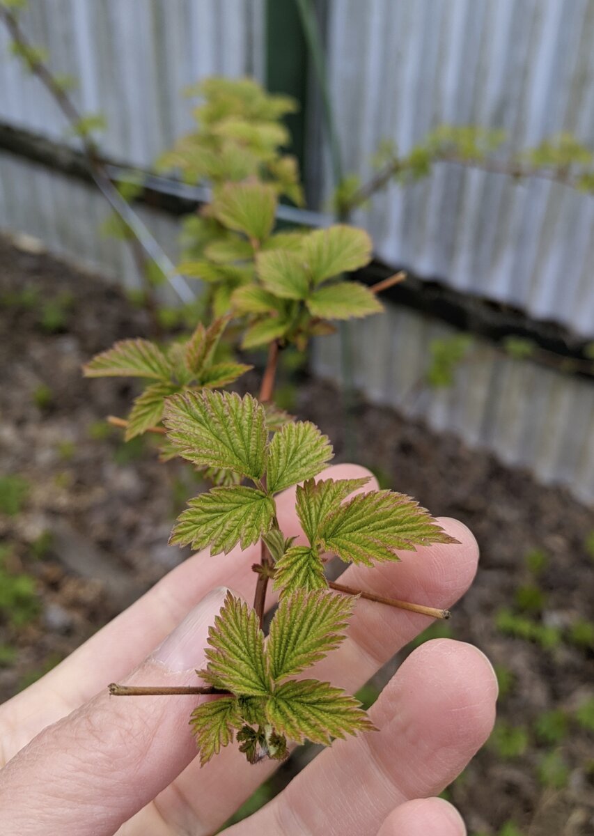 Та самая "гортензия плетистая", которую свекровь лет 10 назад купила у станции у бабок 😅