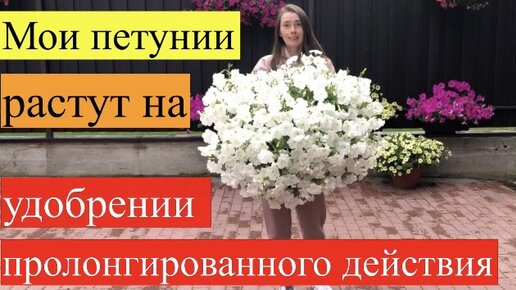 Пролонгированное удобрение для петуний. Петуния после стрижки. Подкормка петунии дрожжами. Чем кормить петунию. Петуния после сапропель.