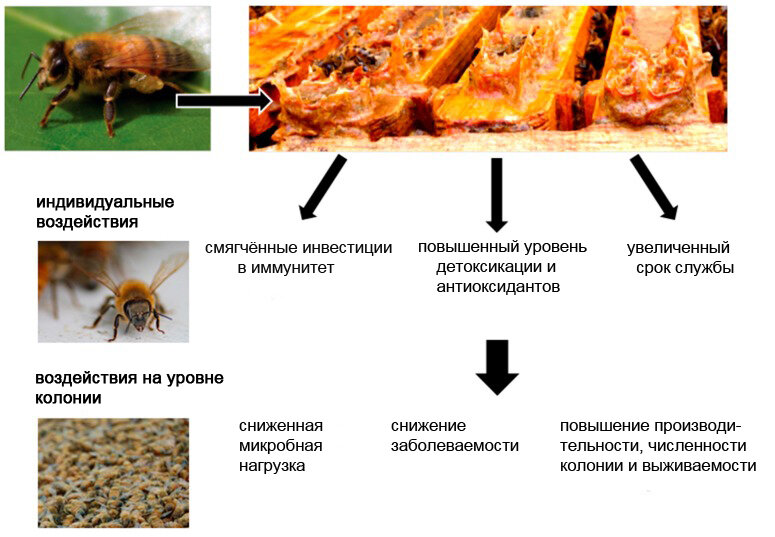 источник картинки: ncbi.nlm.nih.gov