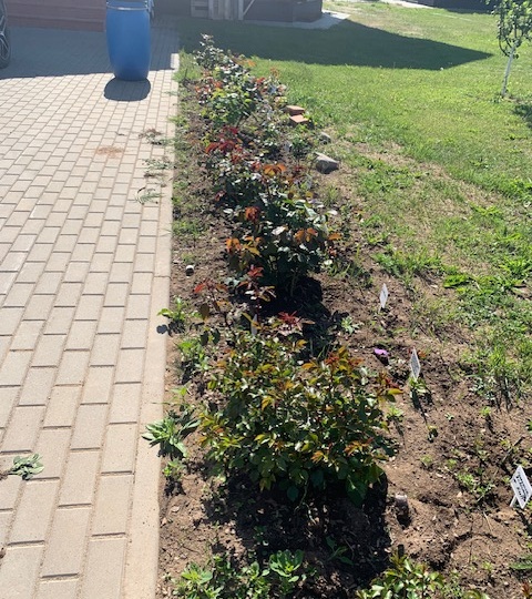 13-14 июня 2023. Первые бутоны и третья обработка роз.