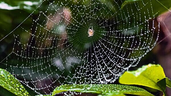    CC BY 2.0 / Frans Berkelaar / Spider and Cobweb in the rain