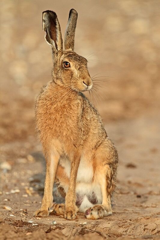 Заяц. Настоящий