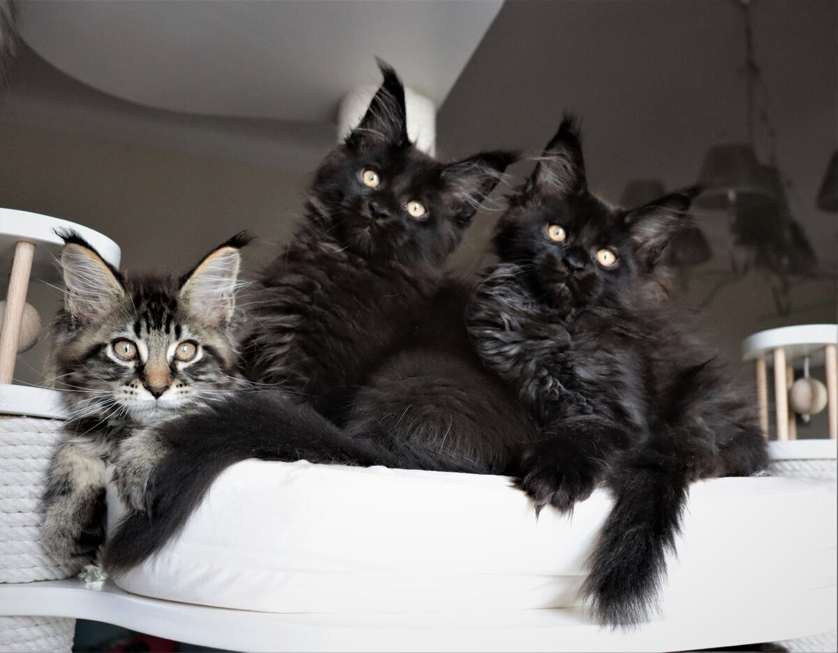 Котята Мейн куна