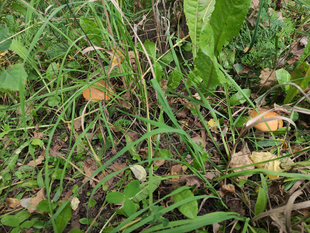 И было их реально много