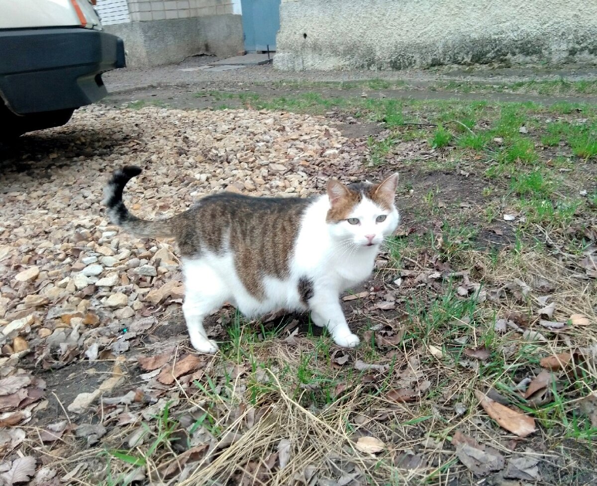 Очень интересная расцветка на лбу