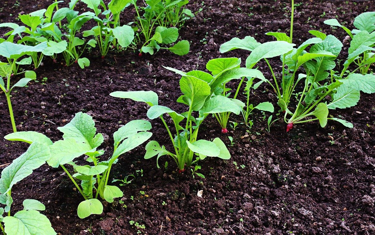 Ошибки при выращивании редиса | ЗикЗак