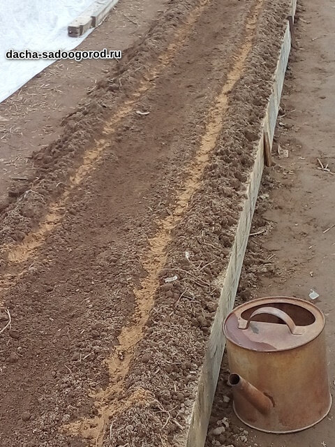 Как сажать морковь семенами на грудку: погуще или пореже?