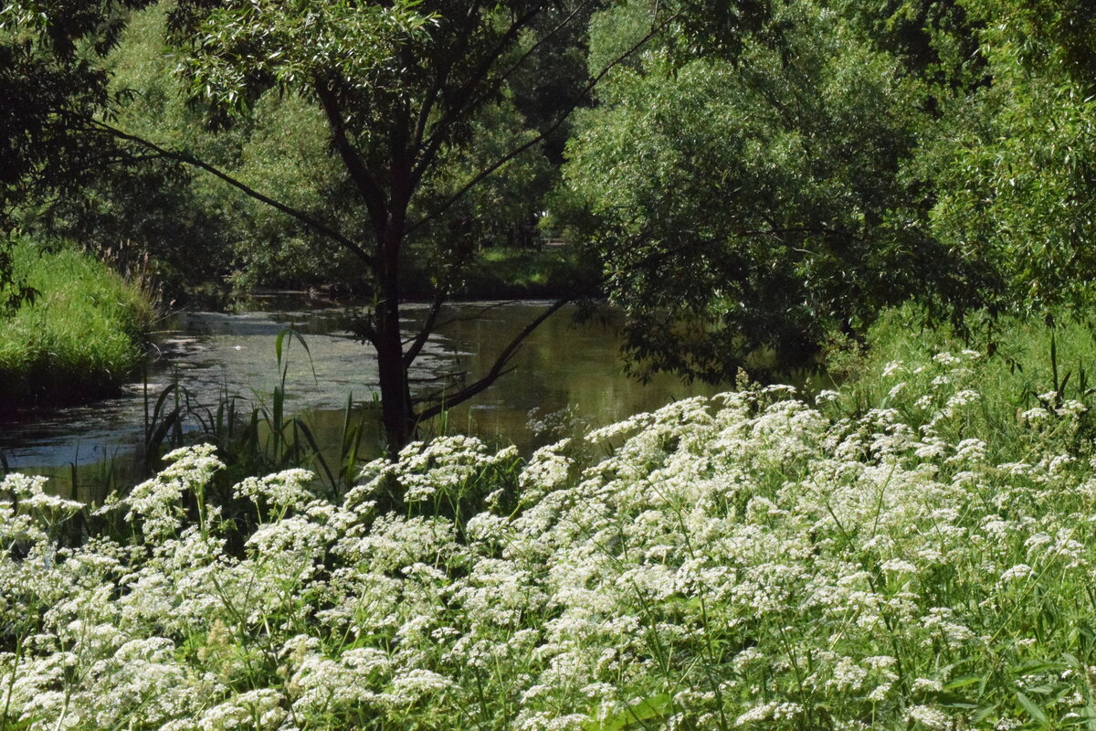 Река Яуза и заросли болиголова на берегу.