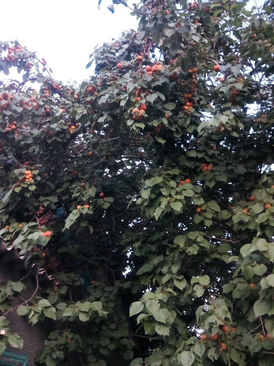 Наш абрикос... точнее жердёла, по-местному... не окультуренный абрикос вообщем.