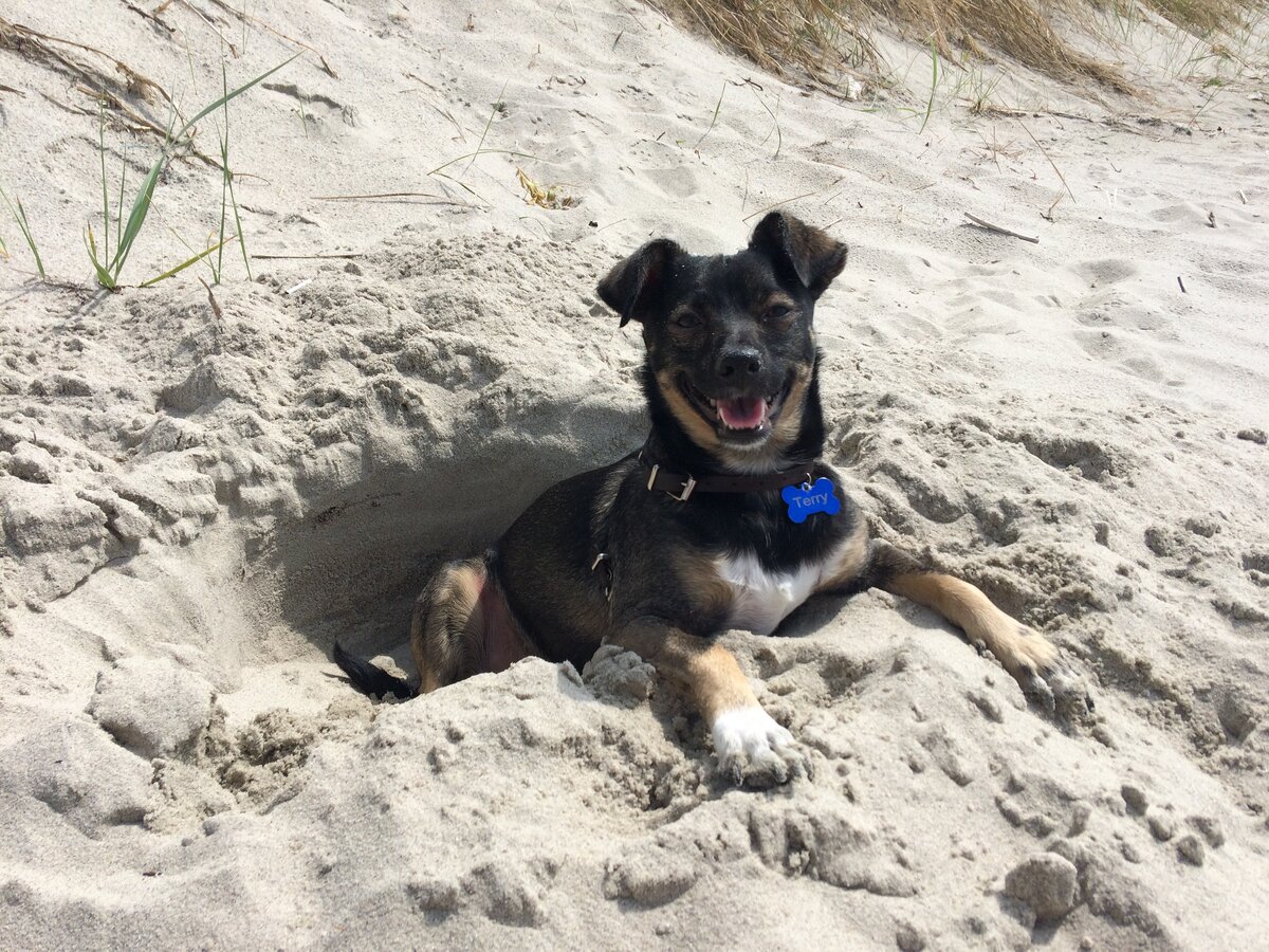 Моя верная подружка Терри