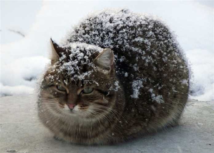 фото с https://somedaynews.ru