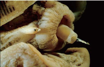 Гарпун улитки конуса. Источник: Яндекс.Картинки