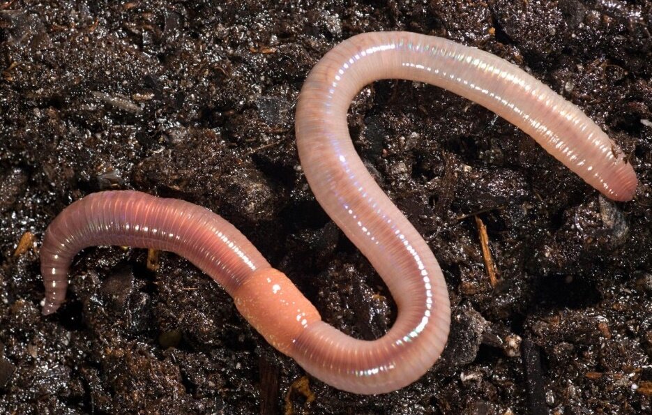 Фото из интернета. Выползок.