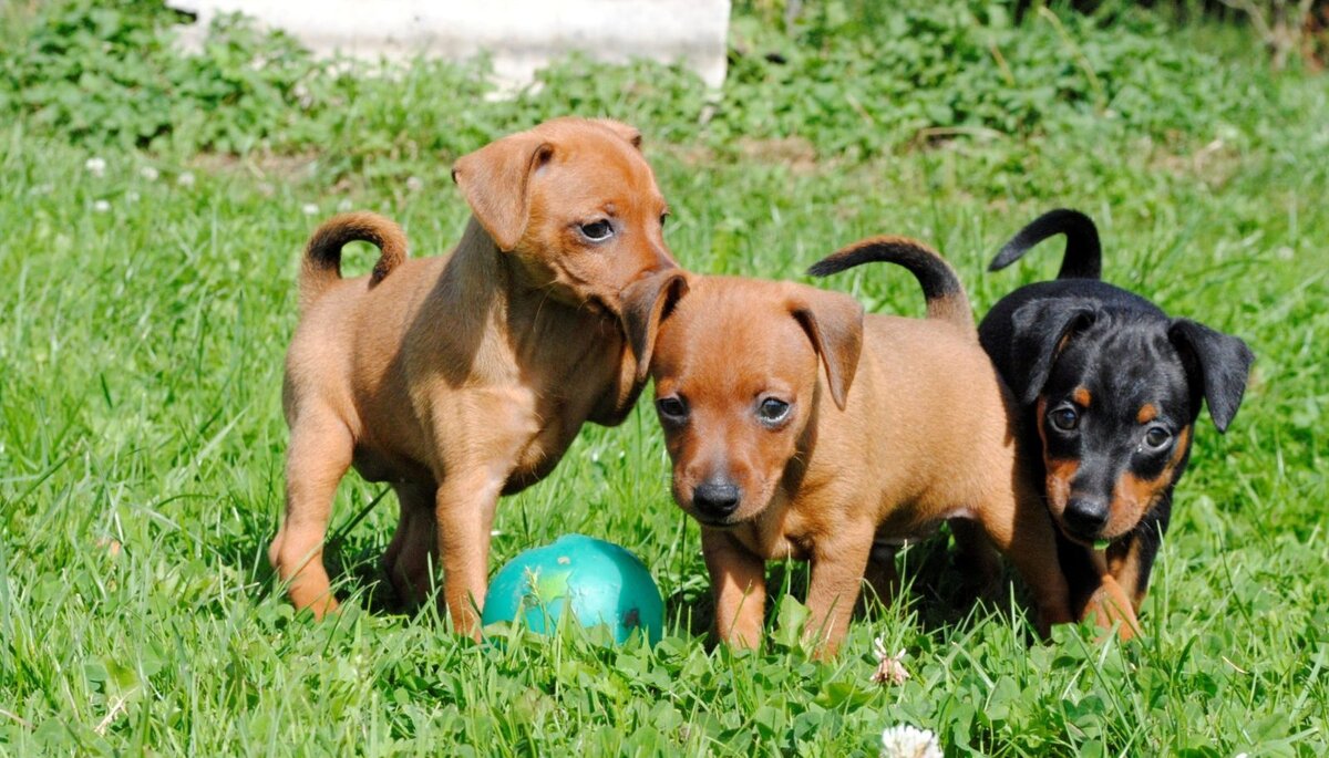 Собак этой породы по-другому называют карликовыми пинчерами.  Согласно официальным данным эти собаки появились на свет около двух веков назад, а их прародителями были немецкие пинчеры.-2