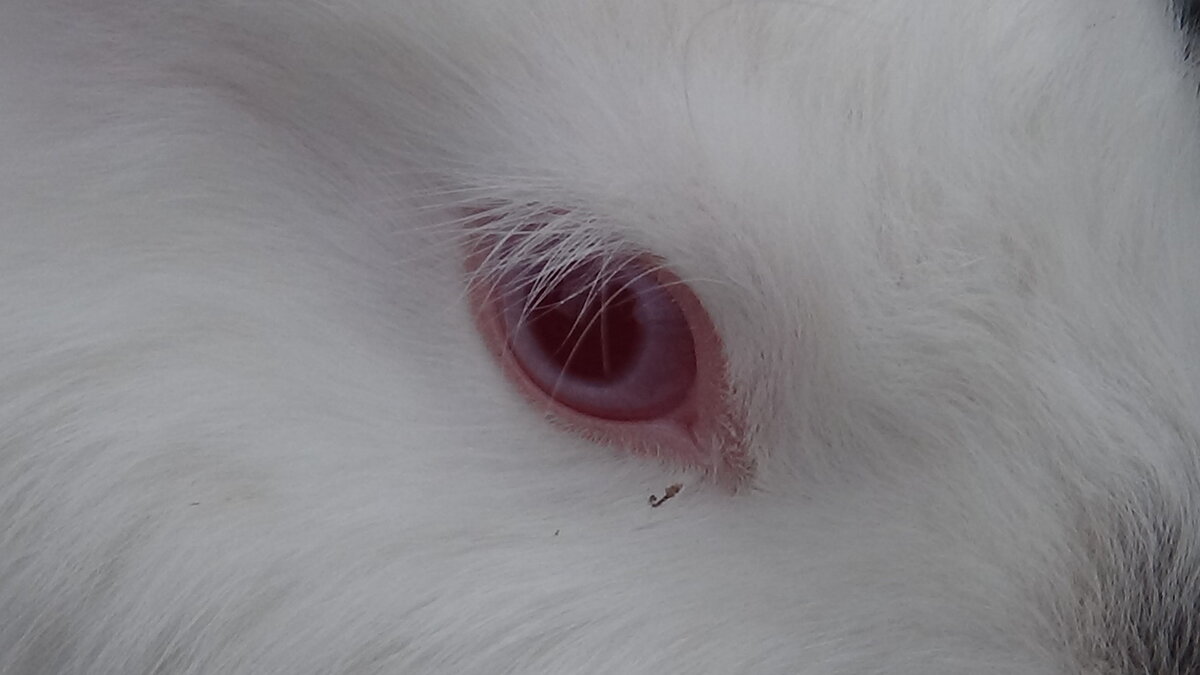 Глаз моего кролика