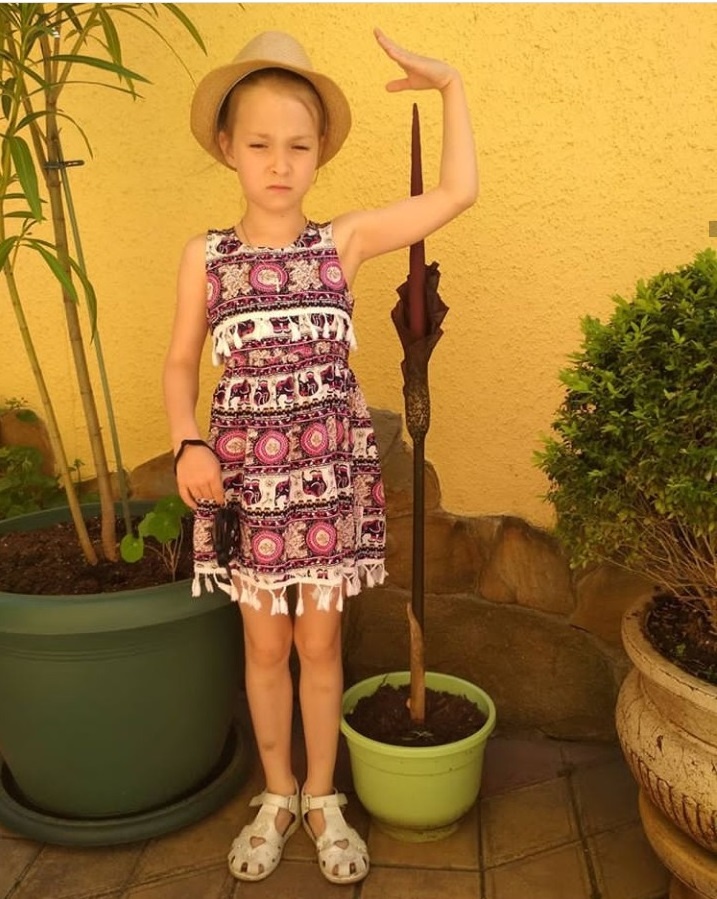 аморфофаллус и семилеткаэ