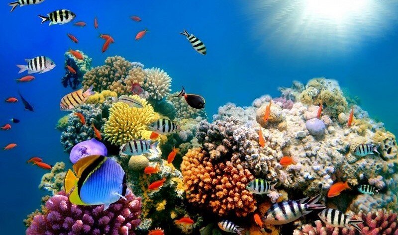 фото кораллового рифа