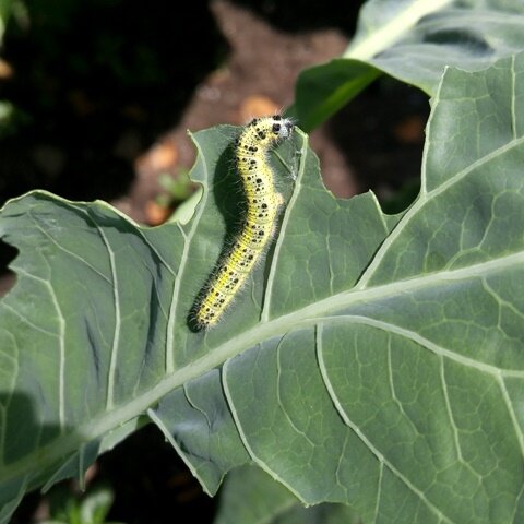 Гусеница капустной белянки