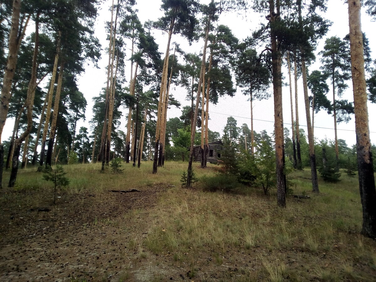 Моховые горы нижний новгород. Парк Шаляпина Бор. Моховые горы Бор парк. Город Бор парк «Моховые горы». Борский район Моховые горы.