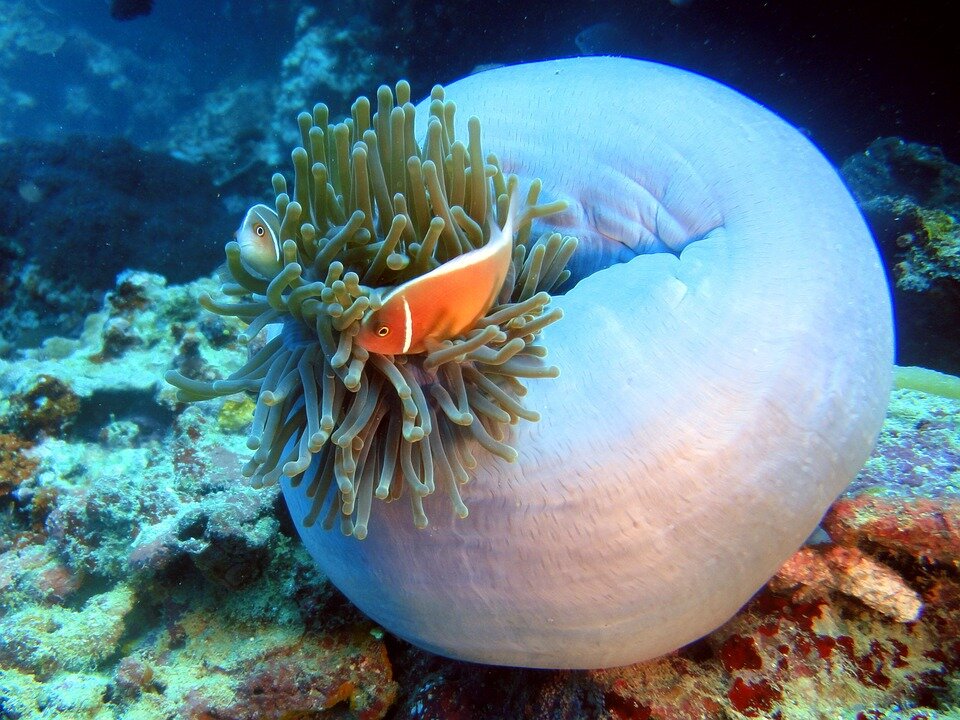 Seahorse Ocean creatures, Deep sea creatures, Beautiful sea creatures