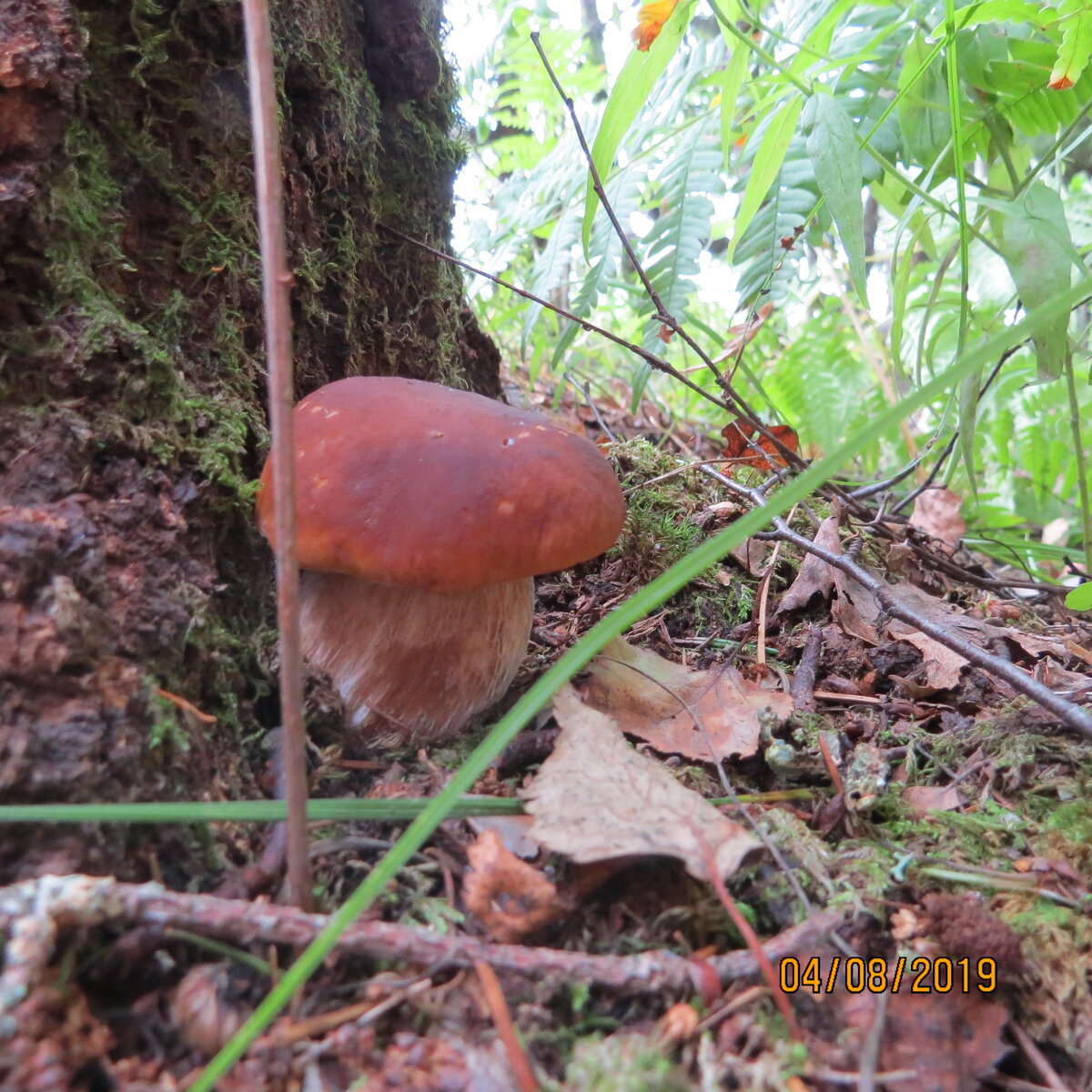 нынешние белые часто растут прямо у ствола берез