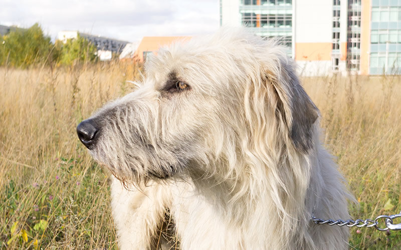 Неверная трактовка поведения собаки это самая частая причина трудностей при решении проблем воспитания. Фото @kinologsmirnov.ru