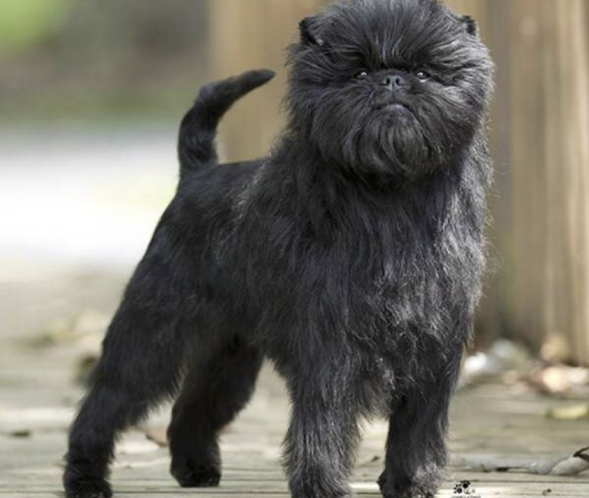 Аффенпинчер