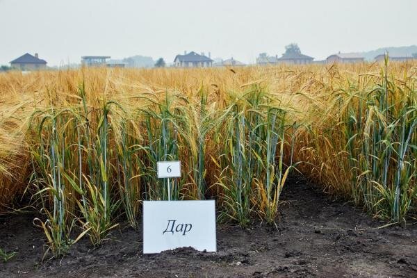 уникальный супер сорт ячменя "Дар"