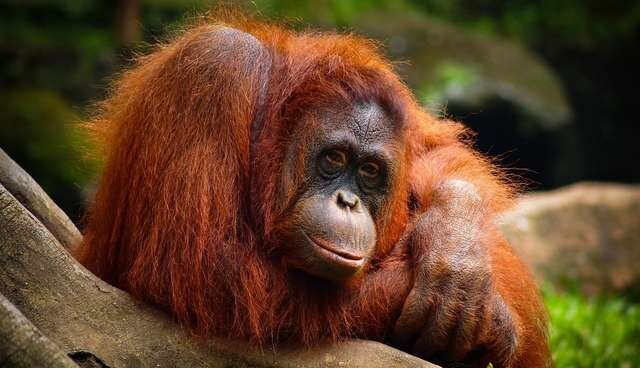 Dupan Pandu / Flickr / CC BY 2.0