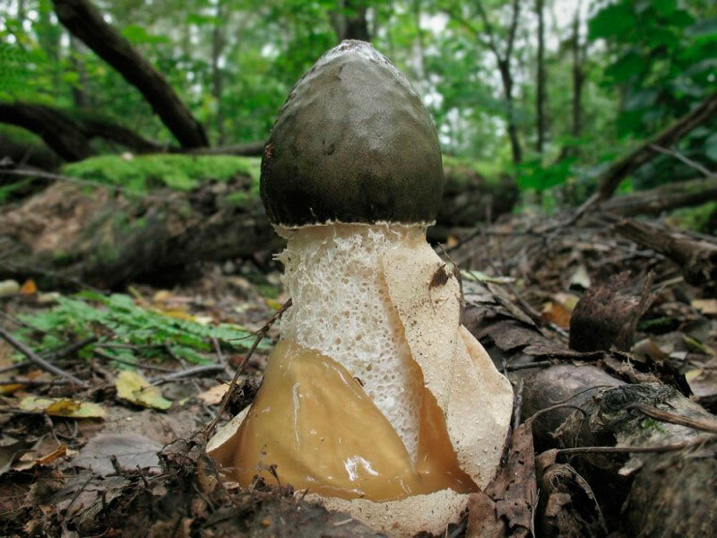 Весёлка обыкновенная или сморчок вонючий