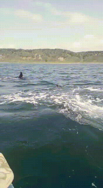 Косатки не редкий гость при морской ловле!