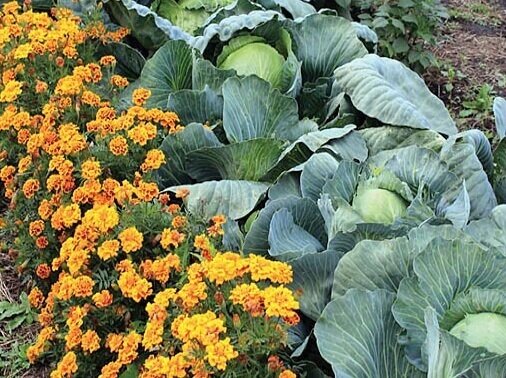 Бархатцы в грядке с капустой