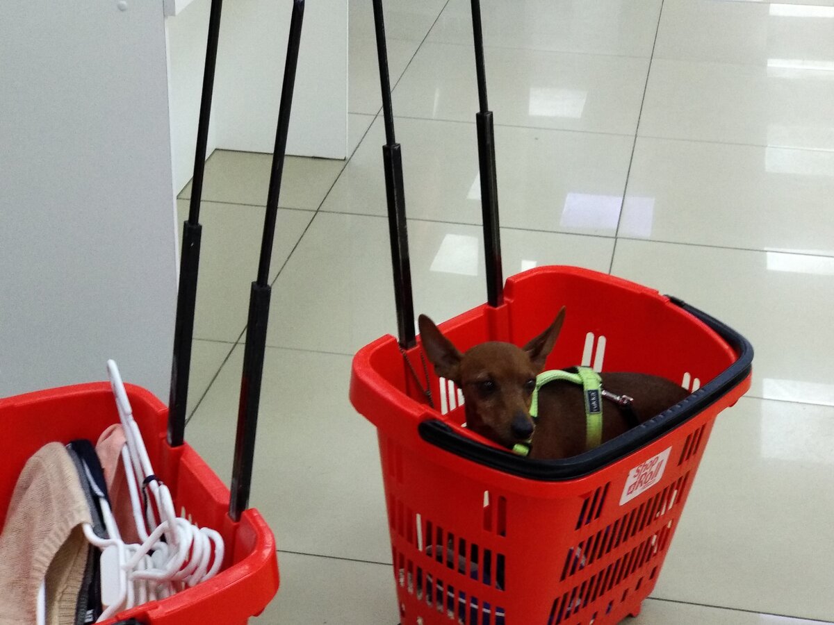 в корзине песик терпеливо ждет свою хозяйку - дело житейское!))) 