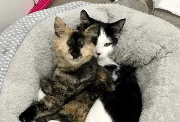 Фото: CatRescue 901