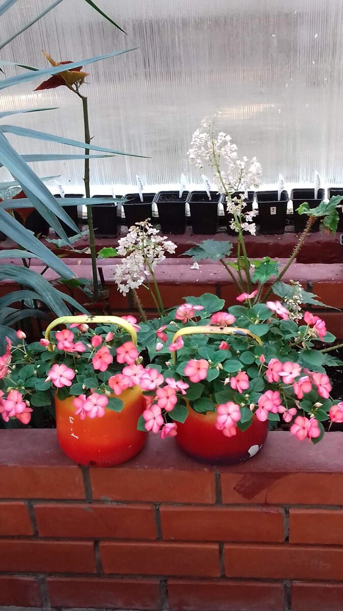 Бальзамины прекрасно чувствуют себя в чайниках